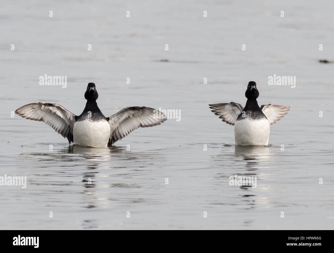 Tufted ducks (Aythya fuligula) with wings spread. Longwinged and short