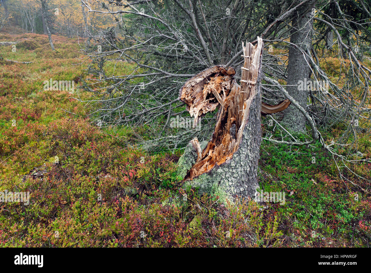 Broken pine tree trunk left to rot in old-growth forest / ancient woodland as dead wood, habitat for invertebrates, mosses and fungi Stock Photo