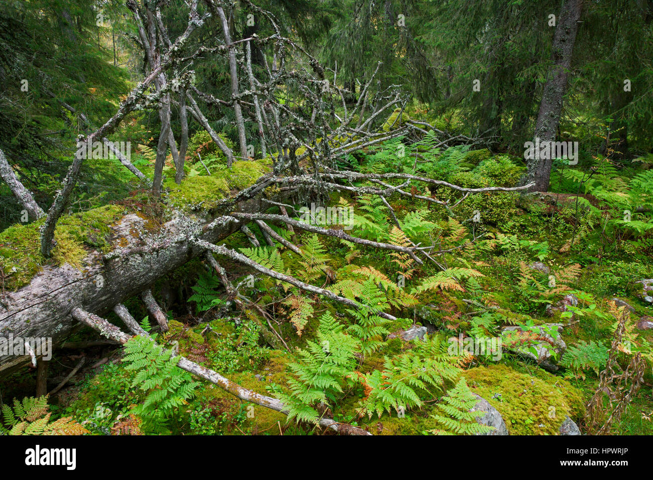 Fallen tree trunk covered in moss left to rot in old-growth forest / ancient woodland as dead wood, habitat for invertebrates, mosses and fungi Stock Photo