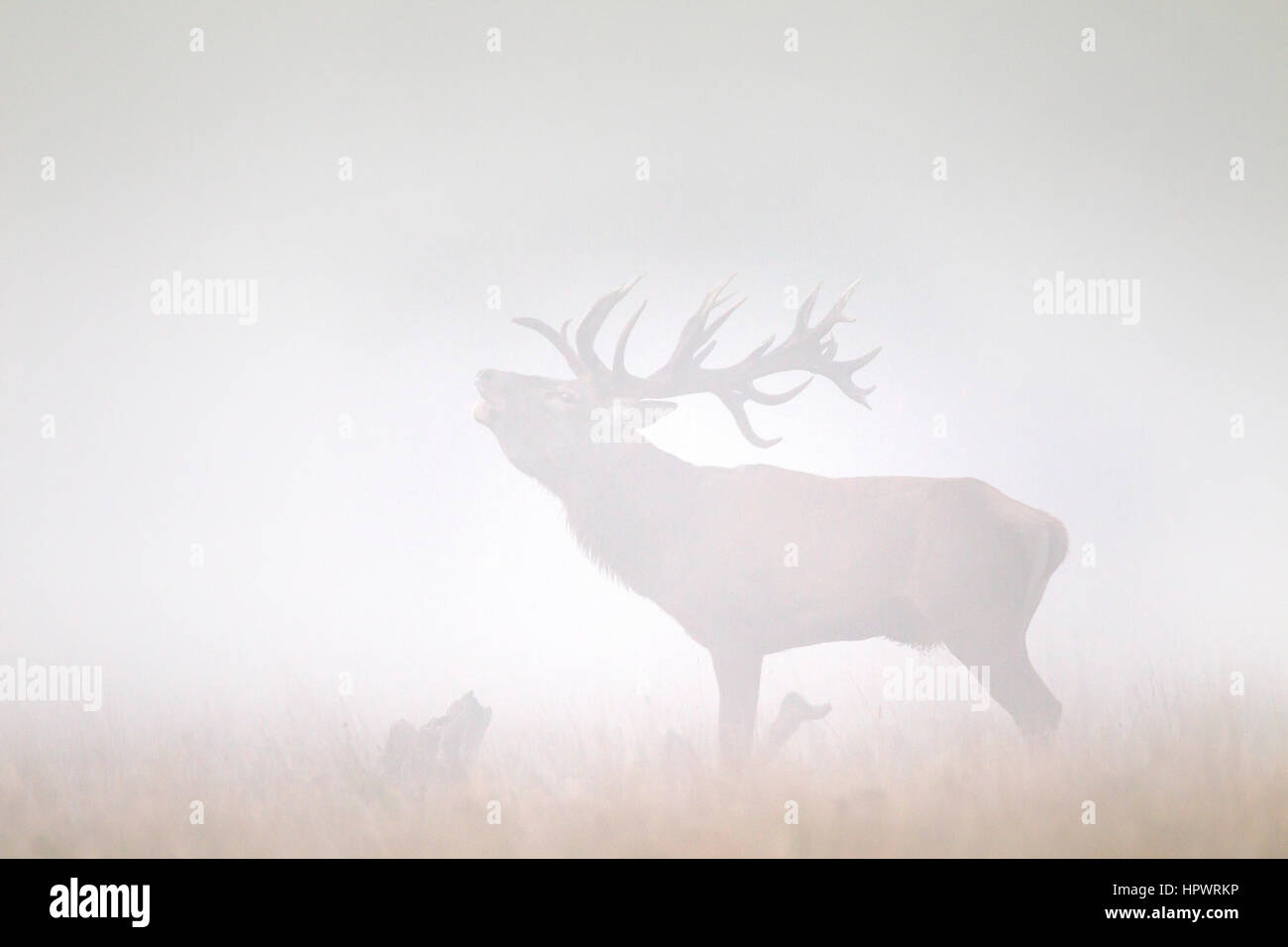 Red deer (Cervus elaphus) stag bellowing in grassland in thick fog