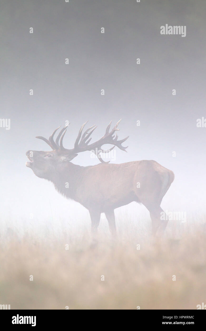 Red deer (Cervus elaphus) stag bellowing in grassland in thick fog during the rut in autumn Stock Photo