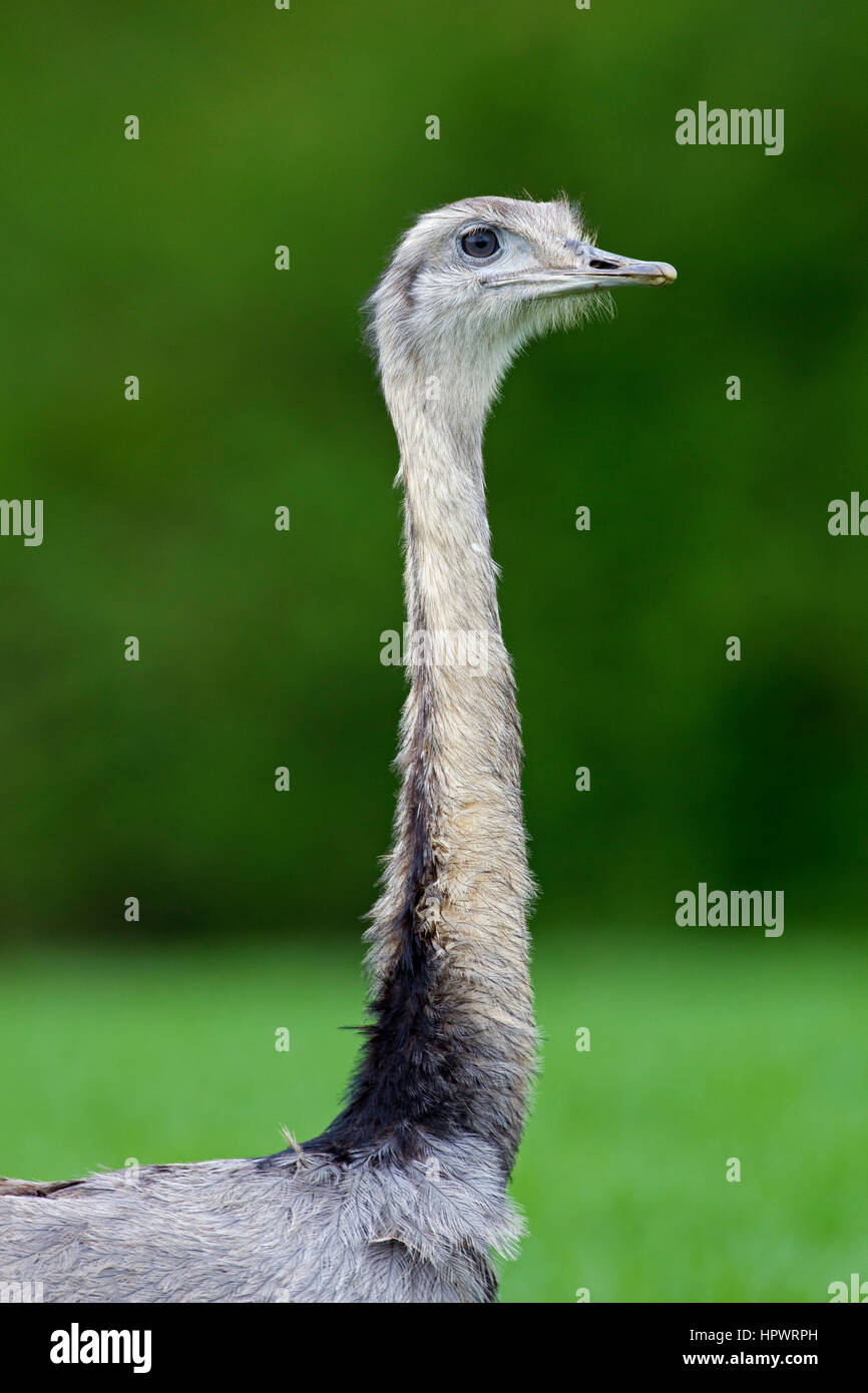 Greater rhea / American rhea / ñandú (Rhea americana), flightless bird / ratite native to eastern South America Stock Photo