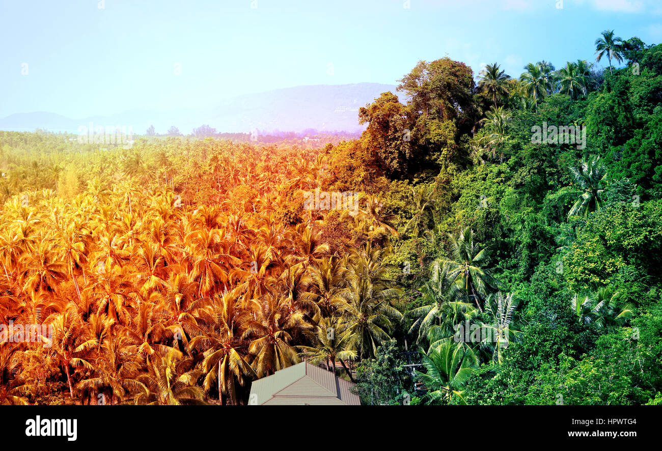 Tropical trees in hawaiian rain hi-res stock photography and images - Alamy