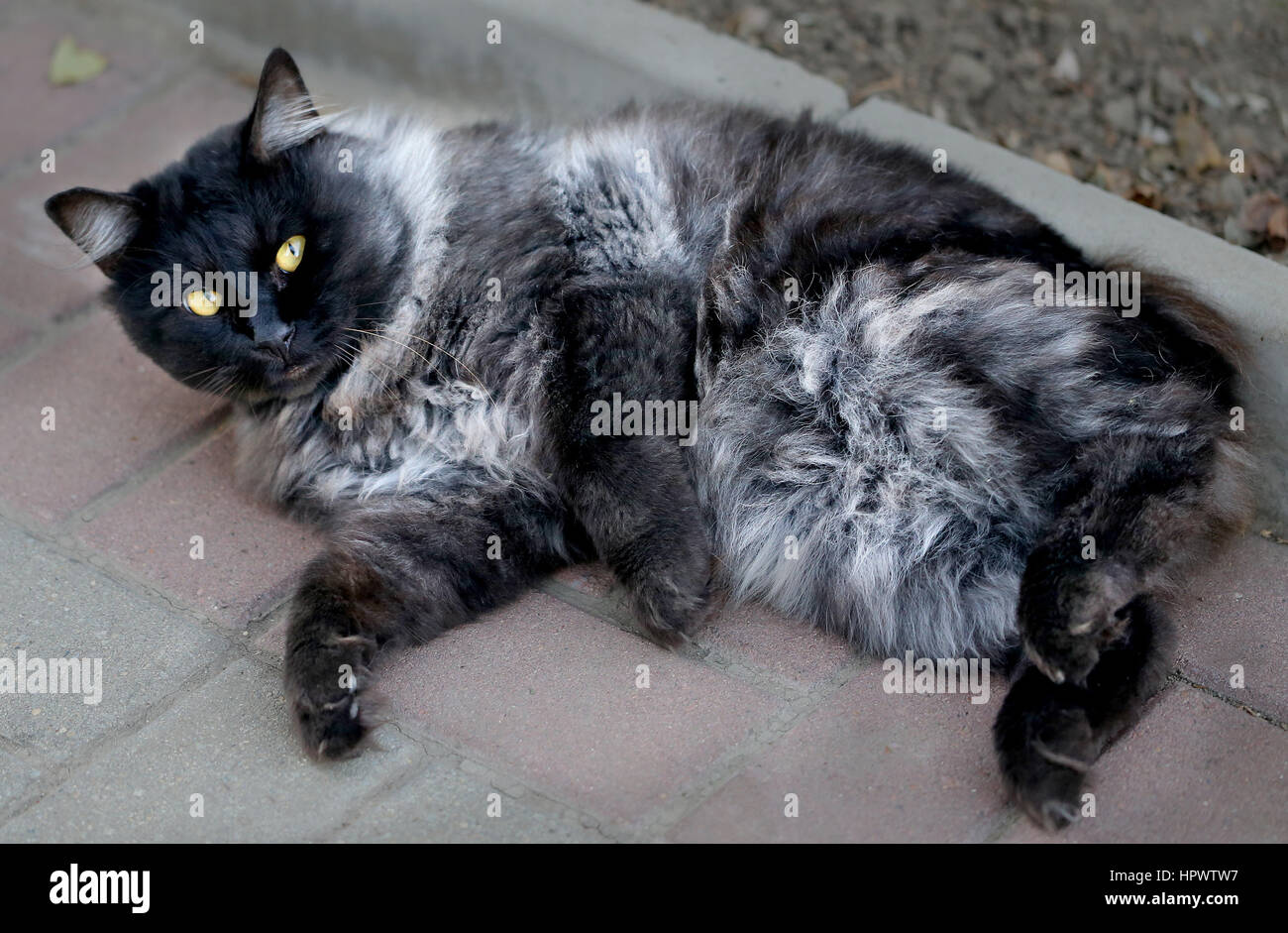 Beautiful black cat lying on the ground Stock Photo - Alamy