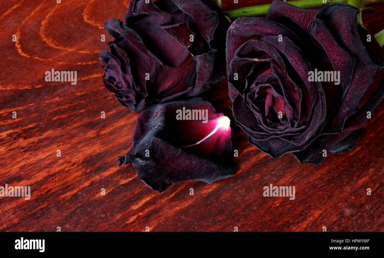 Faded roses on a dark surface. Symbol of broken heart. Stock Photo