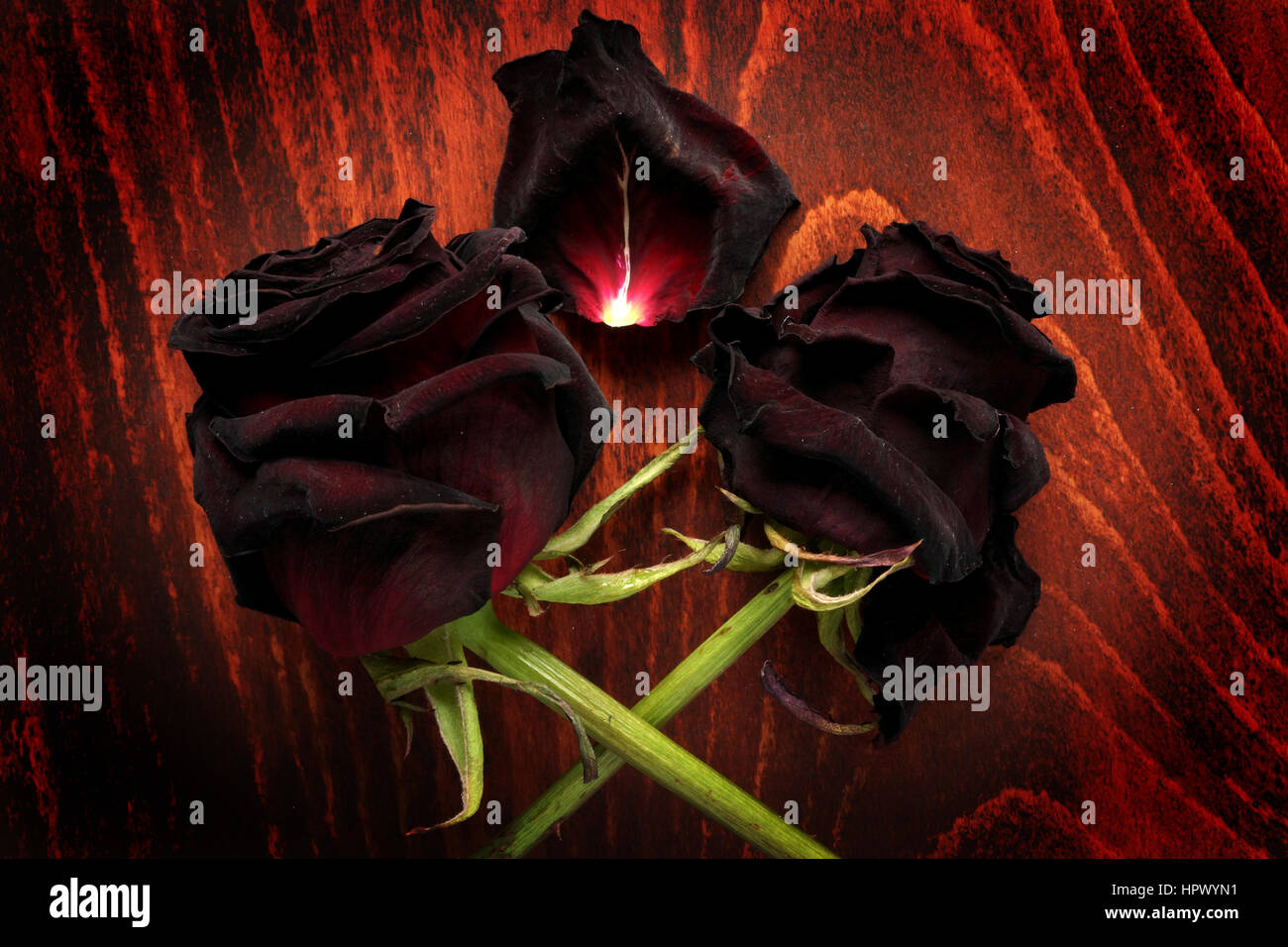 Faded roses on a dark table. Symbol of death. Stock Photo