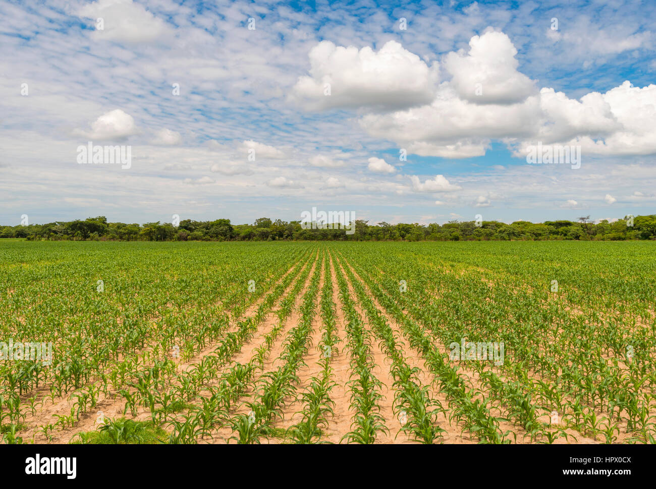 A commercial maize crop in Zimbabwe's Harare South Province. Stock Photo