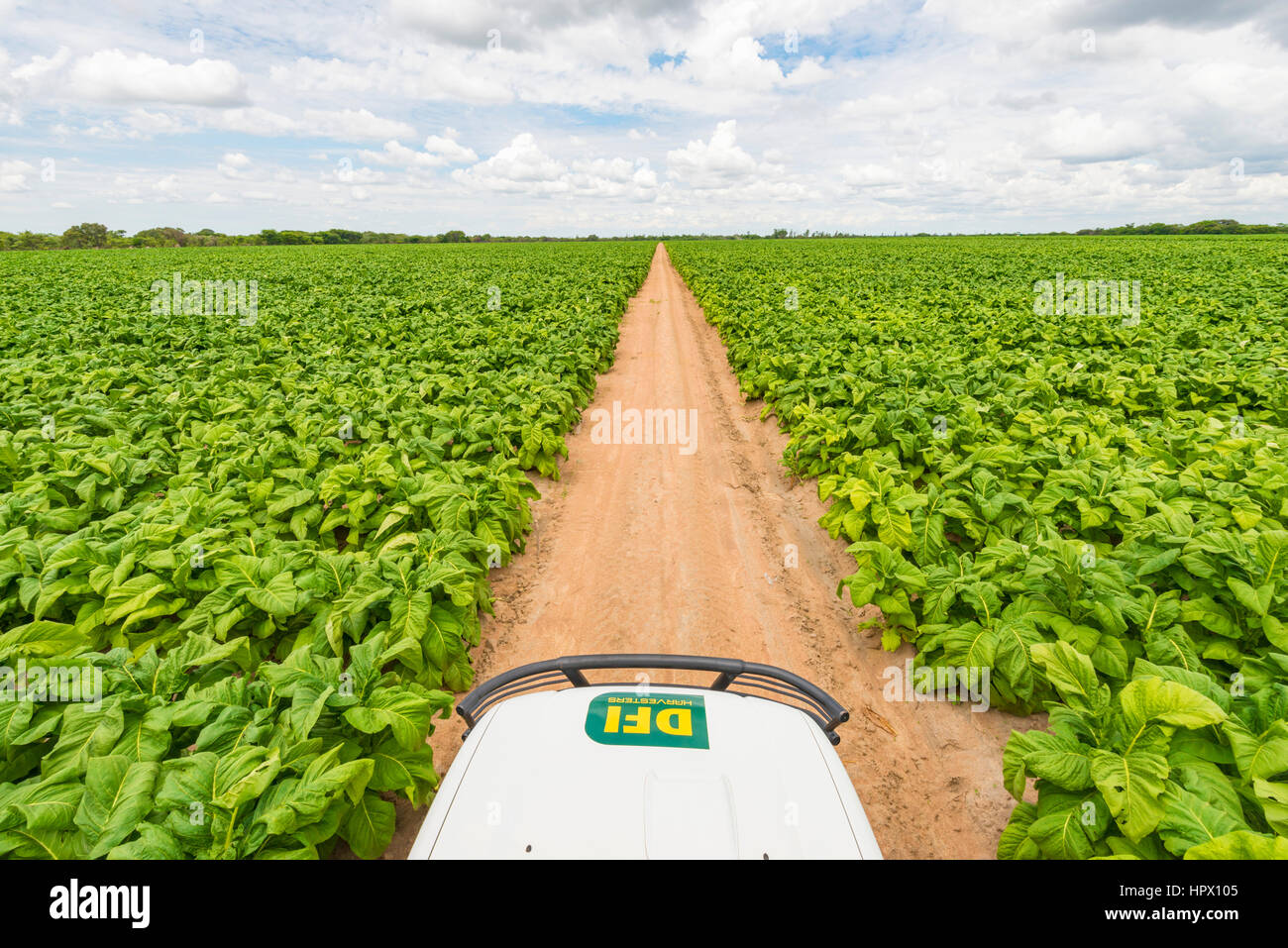 A commercial tobacco crop seen near Harare, Zimbabwe. Stock Photo