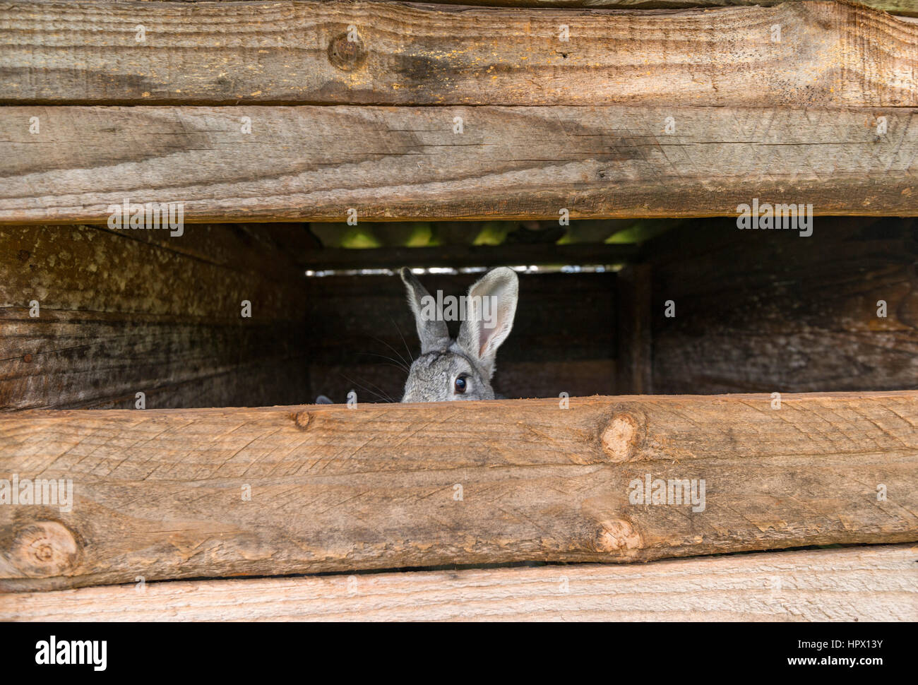 African rabbits hi-res stock photography and images - Alamy