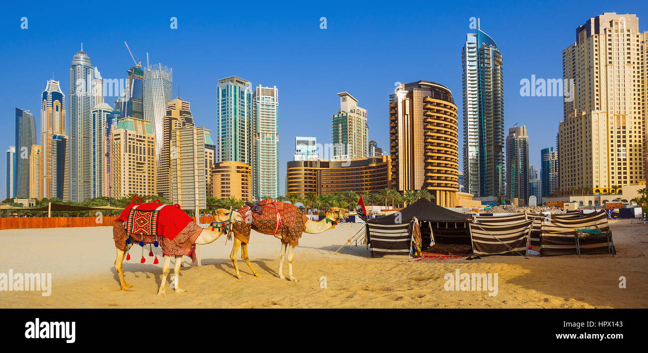The camels on Jumeirah beach and skyscrapers in the backround in Dubai,Dubai,United Arab Emirates Stock Photo