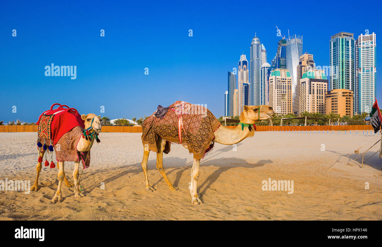 The camels on Jumeirah beach and skyscrapers in the backround in Dubai,Dubai,United Arab Emirates Stock Photo