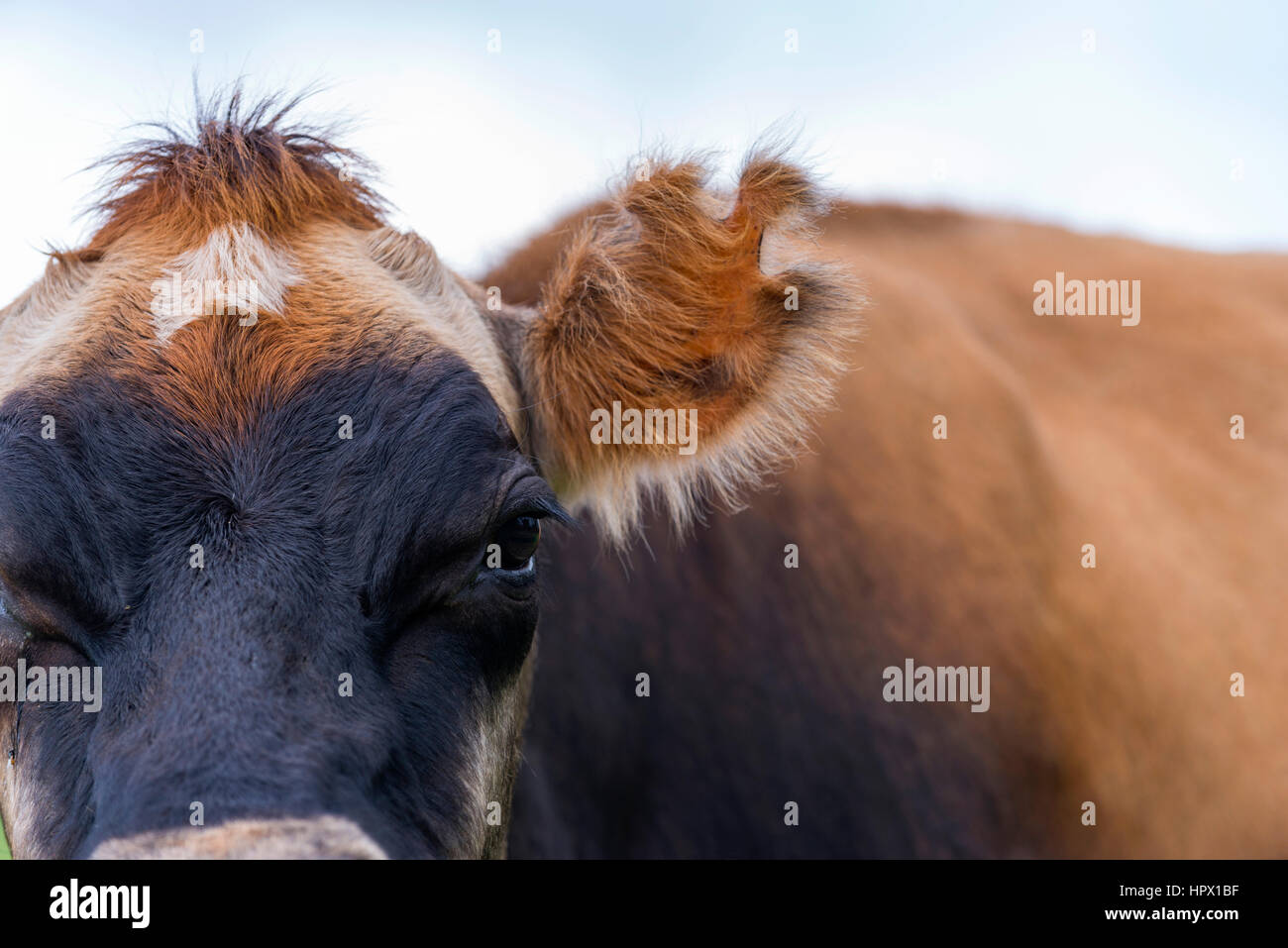 An inquisitive Jersey cow in Zimbabwe's Eastern Highlands Stock Photo
