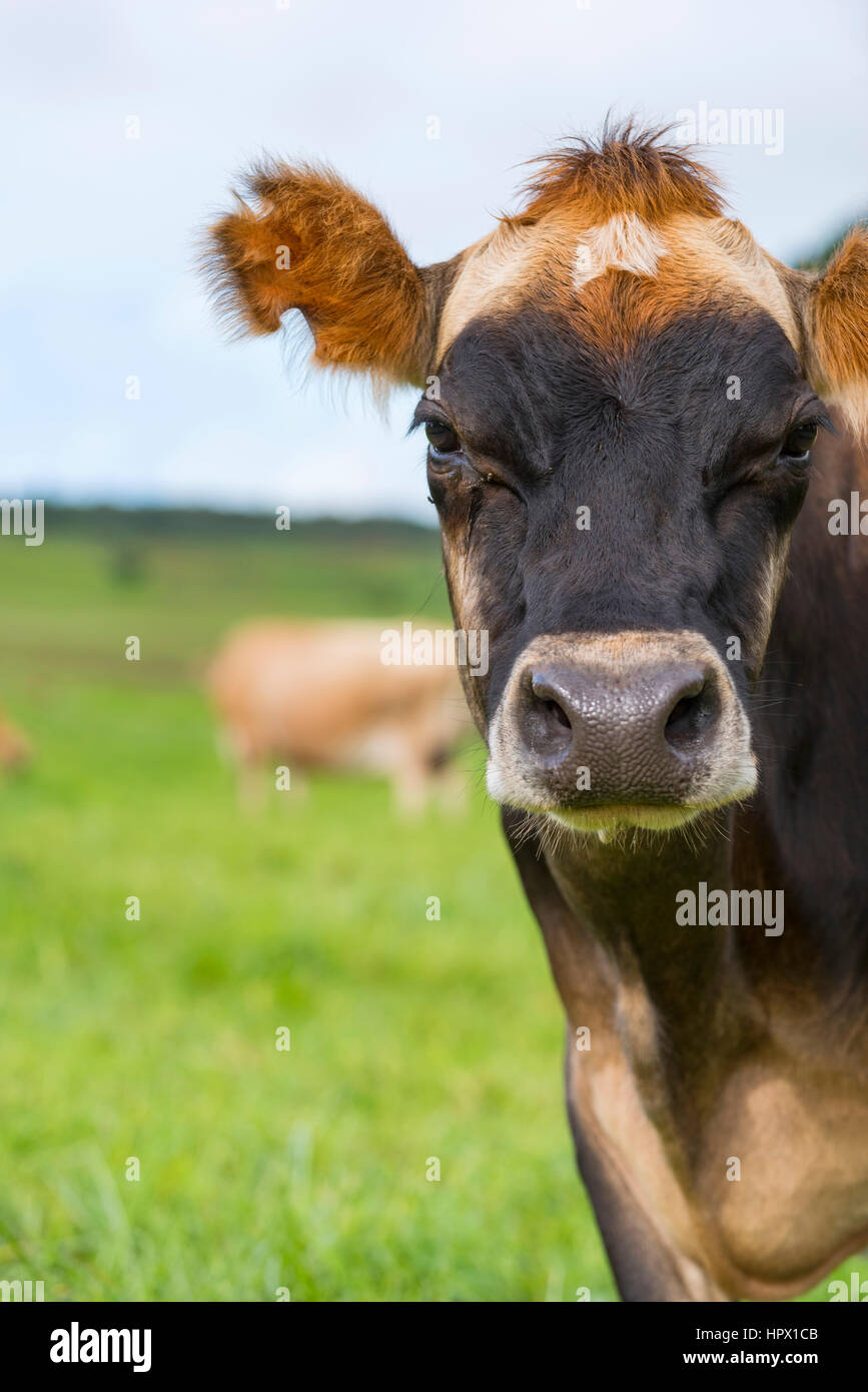 An inquisitive Jersey cow in Zimbabwe's Eastern Highlands Stock Photo