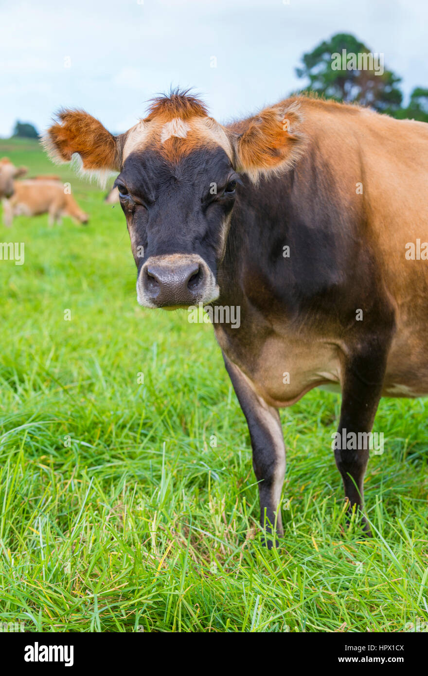An inquisitive Jersey cow in Zimbabwe's Eastern Highlands Stock Photo