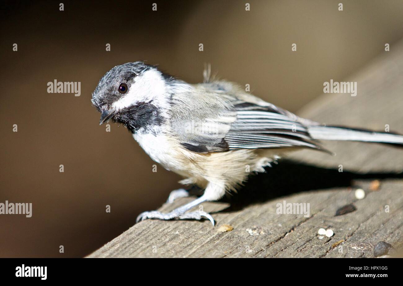 Beautiful isolated photo of a black-capped chickadee bird Stock Photo ...