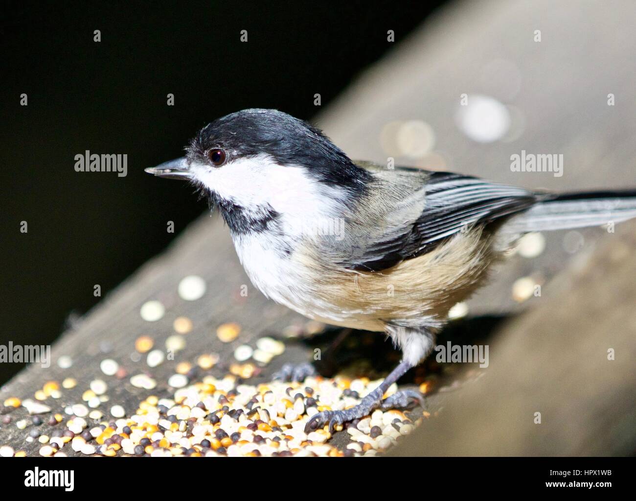 Beautiful isolated photo of a black-capped chickadee bird Stock Photo ...