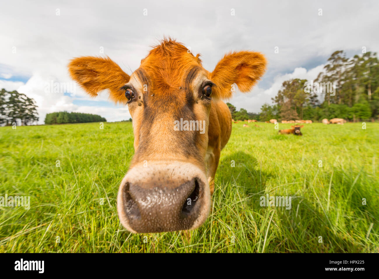 An inquisitive Jersey cow in Zimbabwe's Eastern Highlands Stock Photo