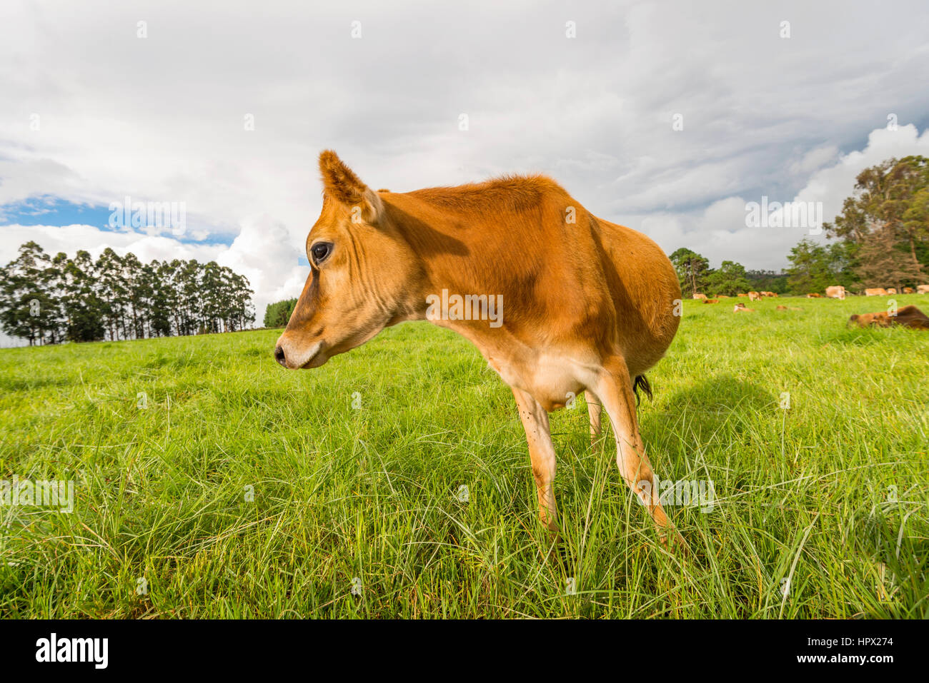 An inquisitive Jersey cow in Zimbabwe's Eastern Highlands Stock Photo