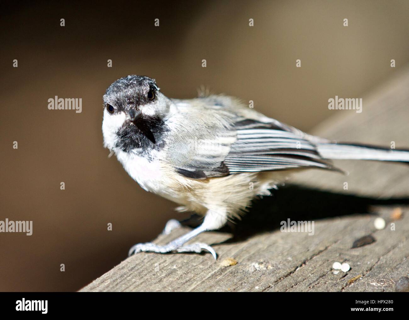 Beautiful isolated photo of a black-capped chickadee bird Stock Photo ...