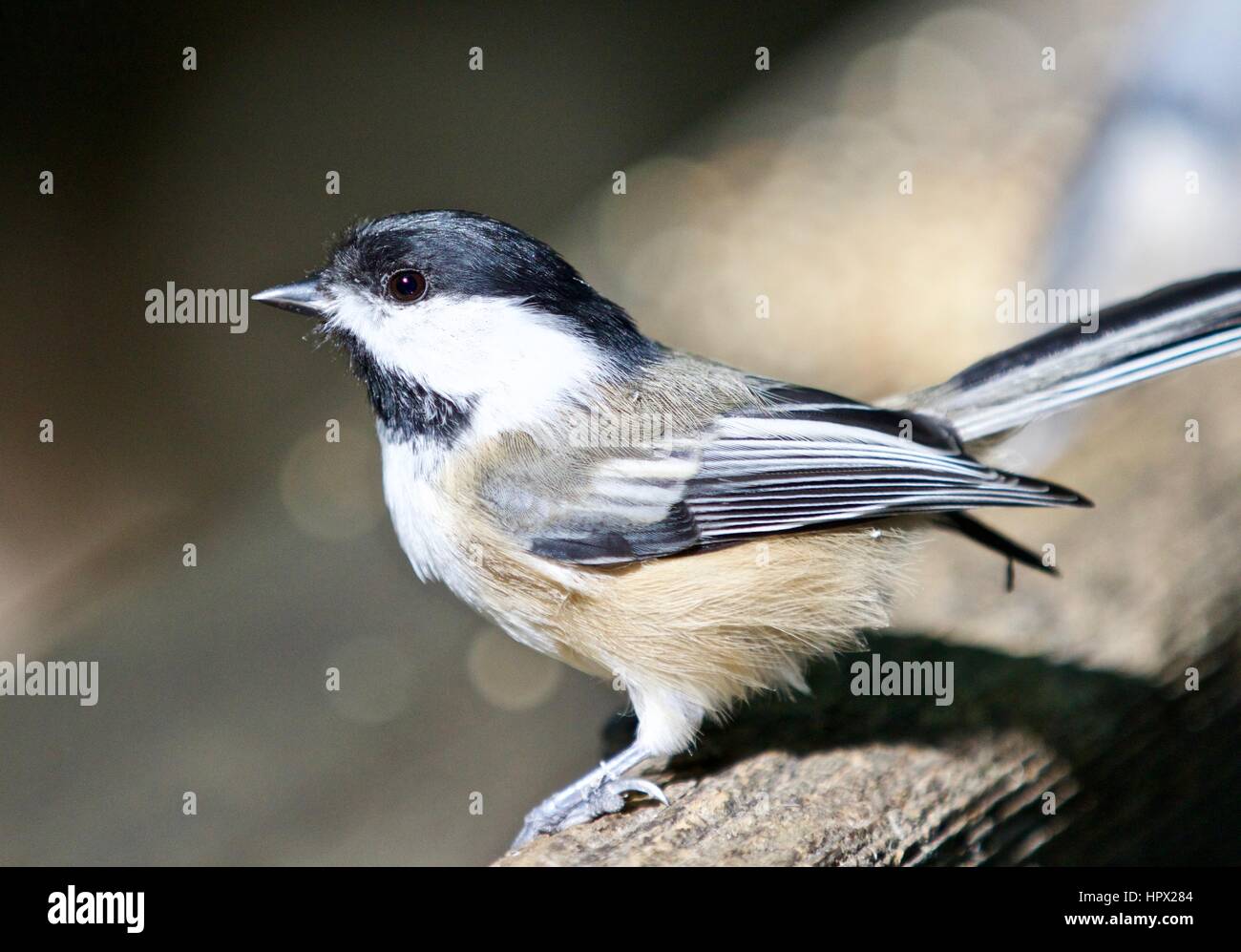 Beautiful isolated photo of a black-capped chickadee bird Stock Photo ...