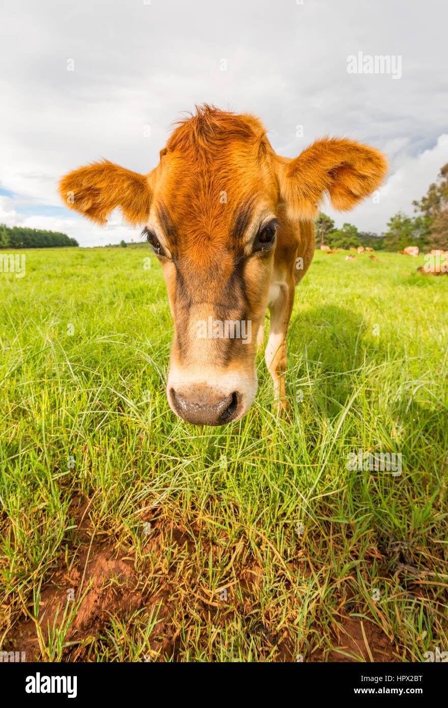 An inquisitive Jersey cow in Zimbabwe's Eastern Highlands Stock Photo