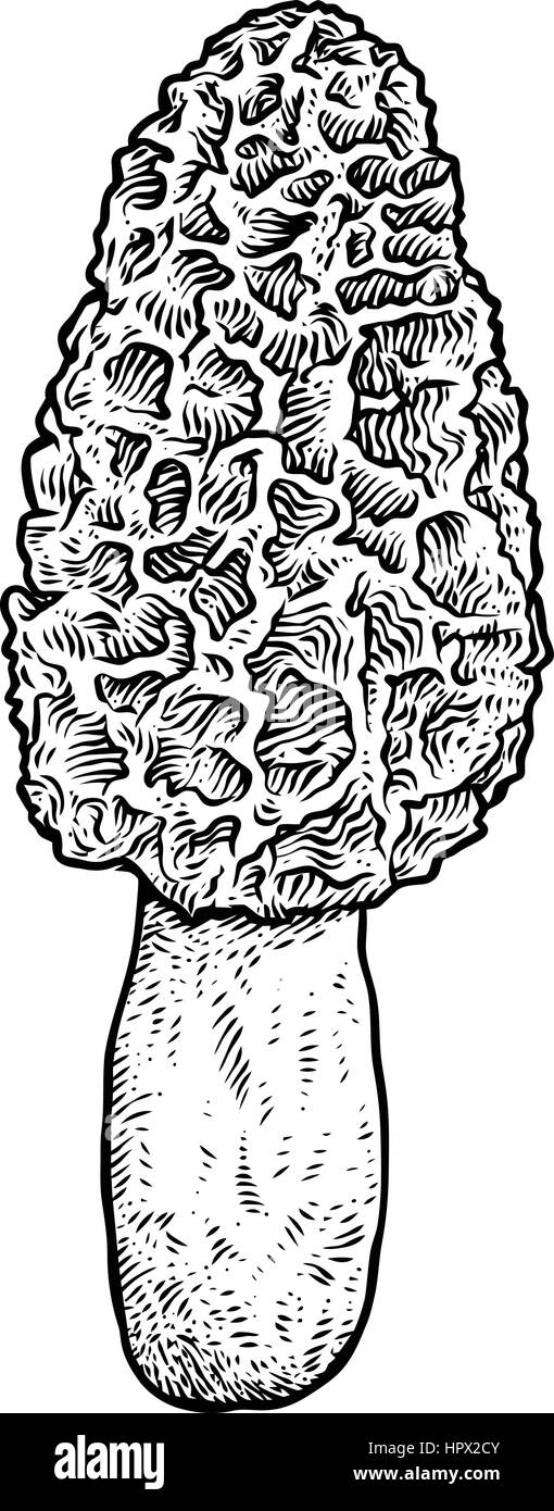 Morel mushroom illustration, drawing, engraving, vector, line Stock