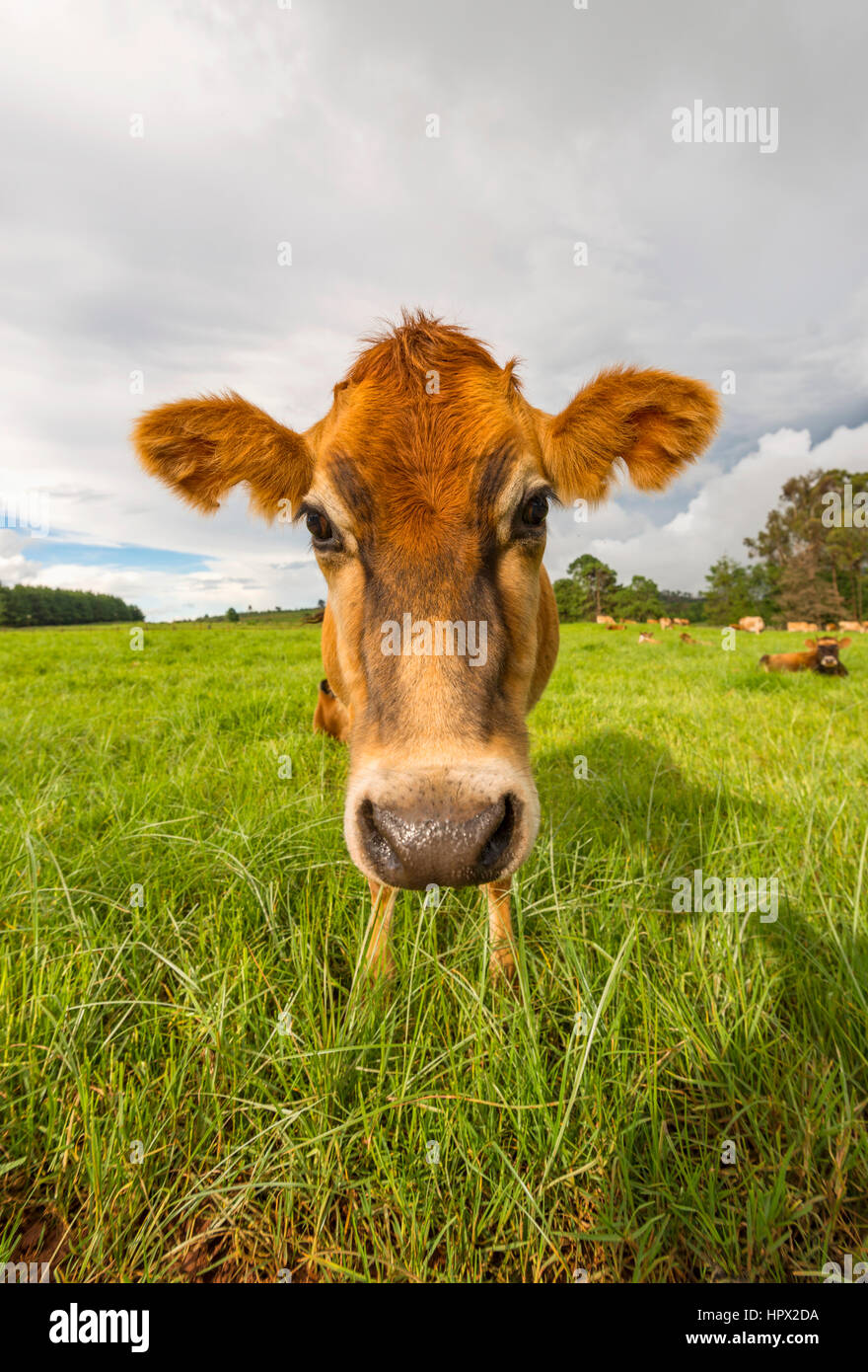 Jersey cow africa not australia hires stock photography and images Alamy