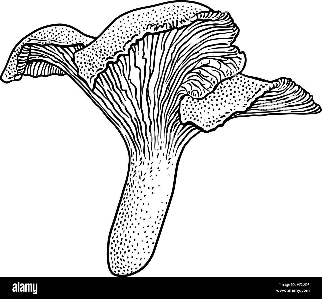 Chanterelle mushroom illustration, drawing, engraving, vector, line