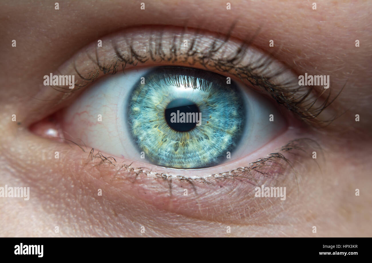 Eye, iris - Stock Image - F003/4612 - Science Photo Library