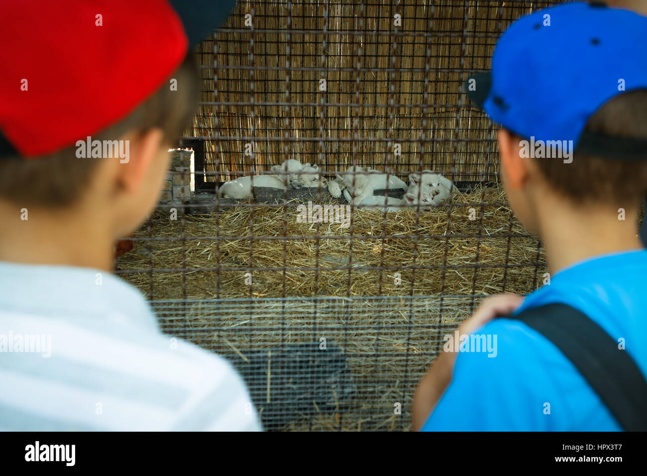 Demidov, Ukraine - August 11, 2016: Children watch the two-month white lion cubs born at the zoo Stock Photo
