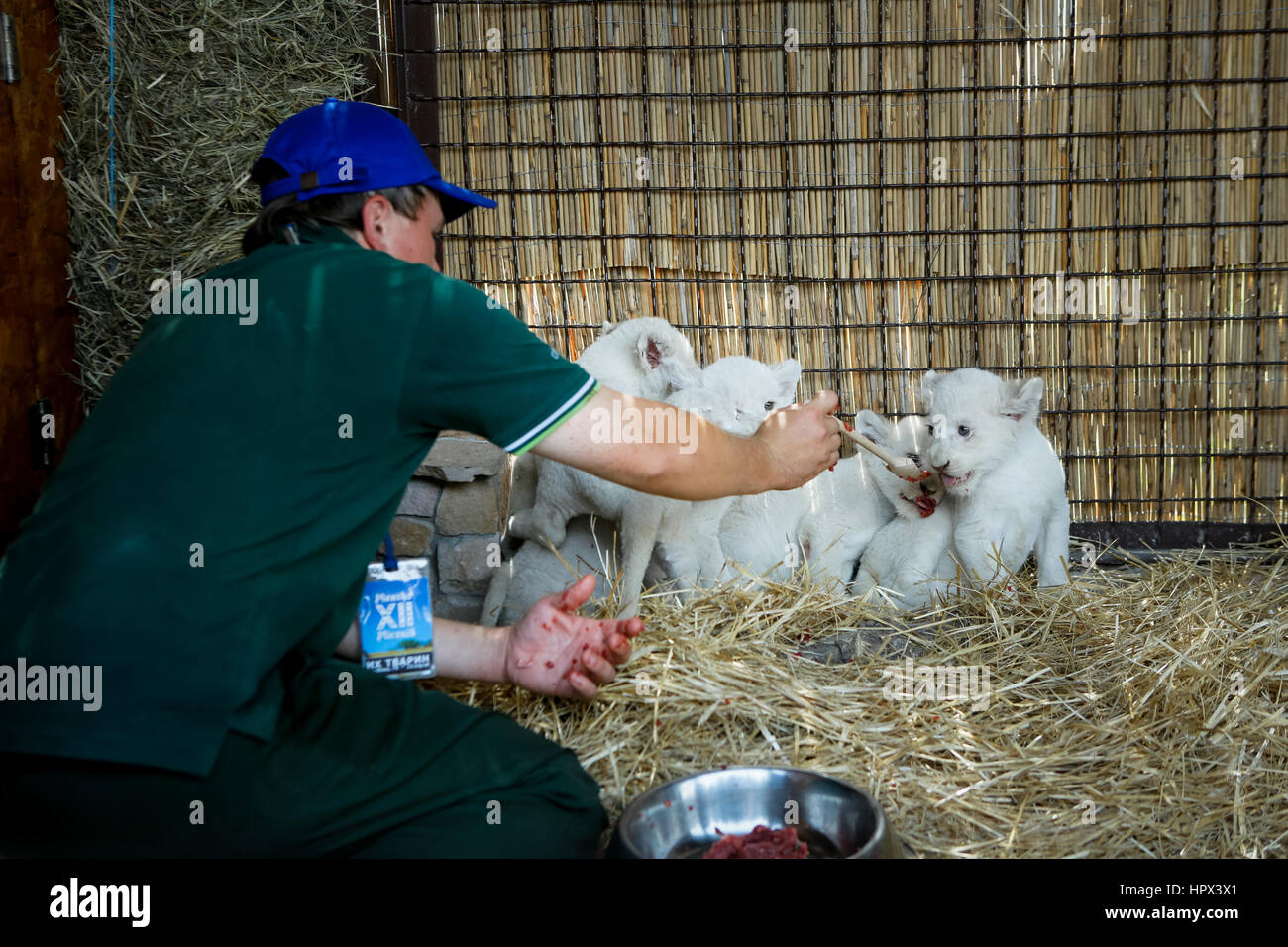Demidov, Ukraine - August 11, 2016: A worker of the zoo to feed the meat of whites lion cubs born in captivity, June 23, 2016. Stock Photo
