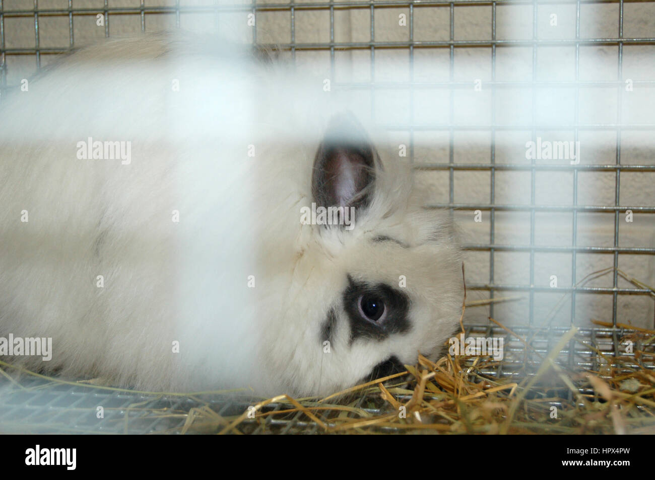 Beautiful white domestic rabbit in cage Stock Photo