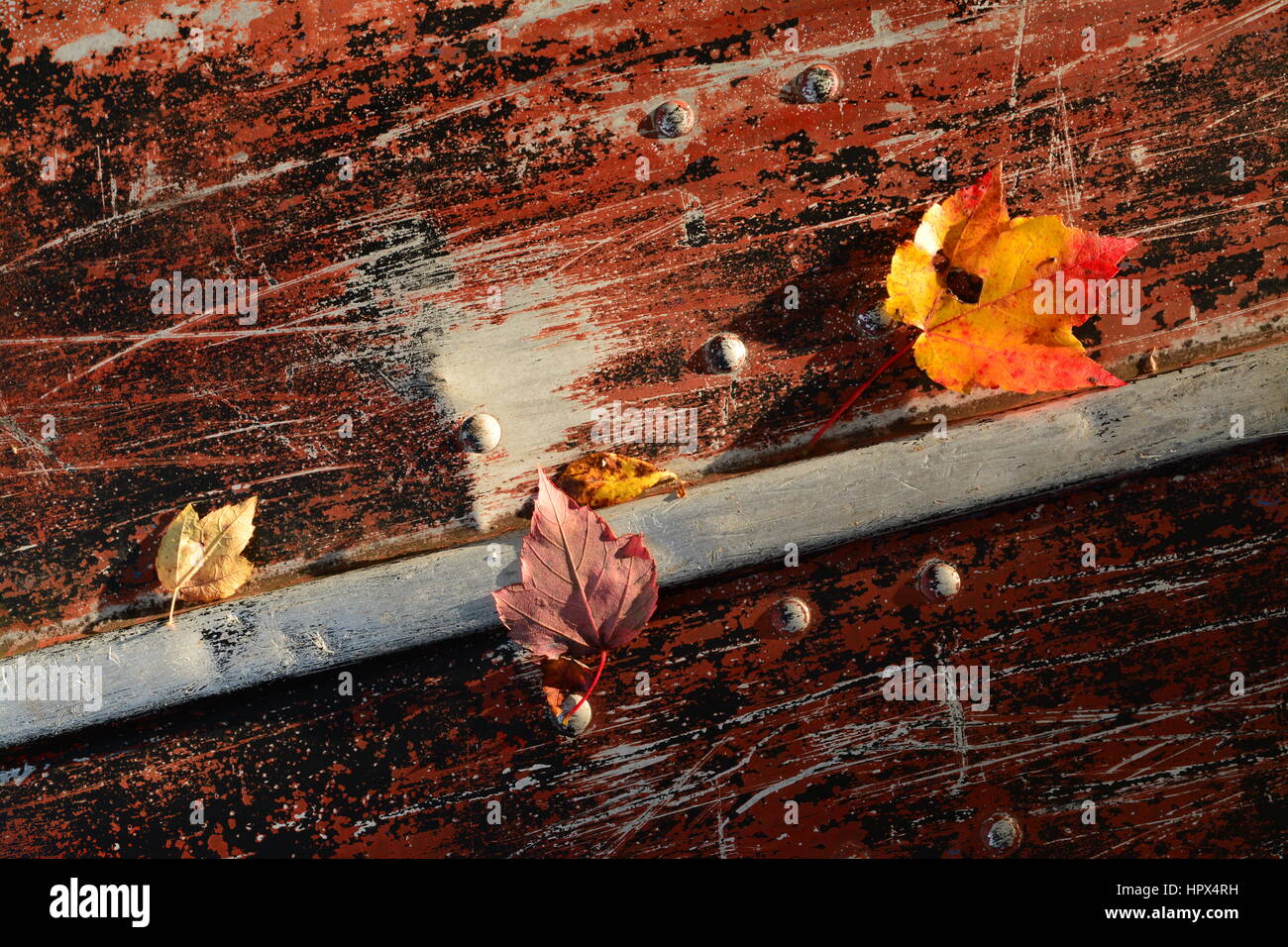Colorful fall leaves rest on an old silver rowboat Stock Photo