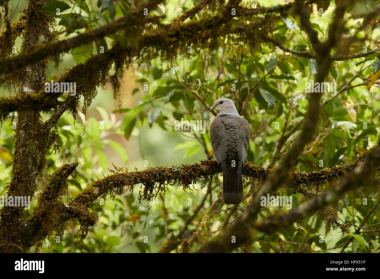 Western ghats moist deciduous forest hires stock photography and