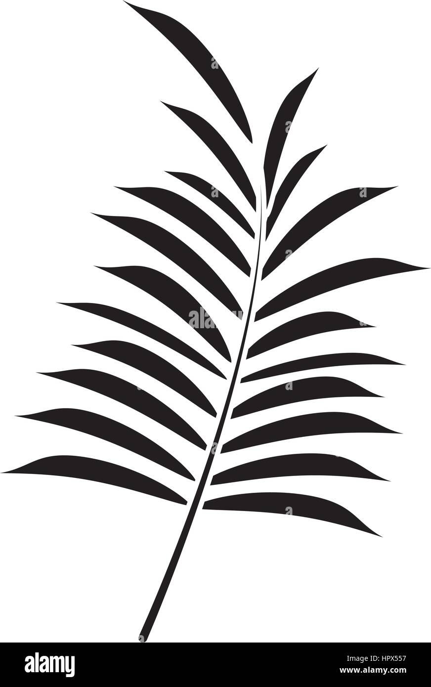 Coconut leave Stock Vector Images - Alamy