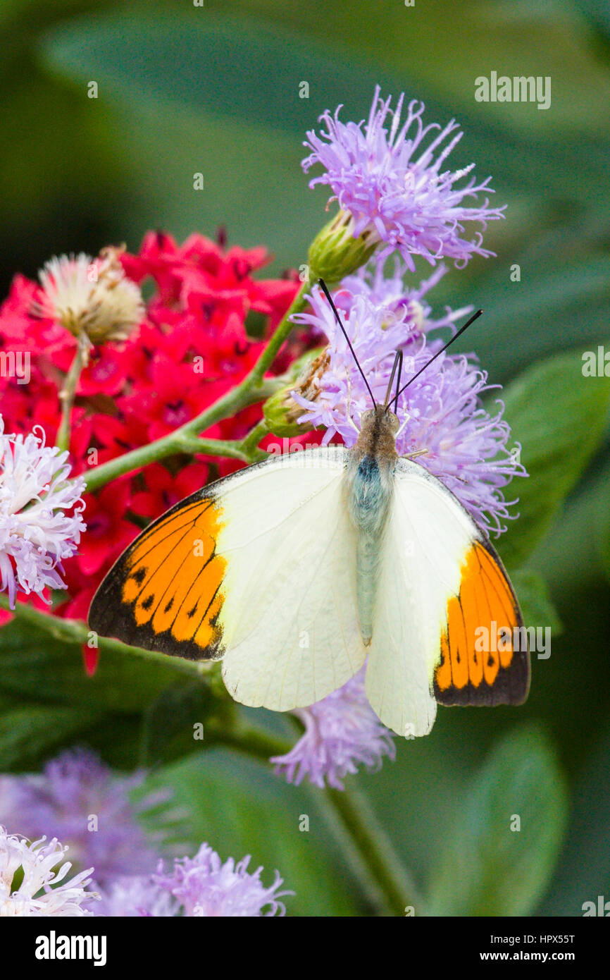 Great Orange Tip (Hebomoia glancippe)  butterfly Stock Photo