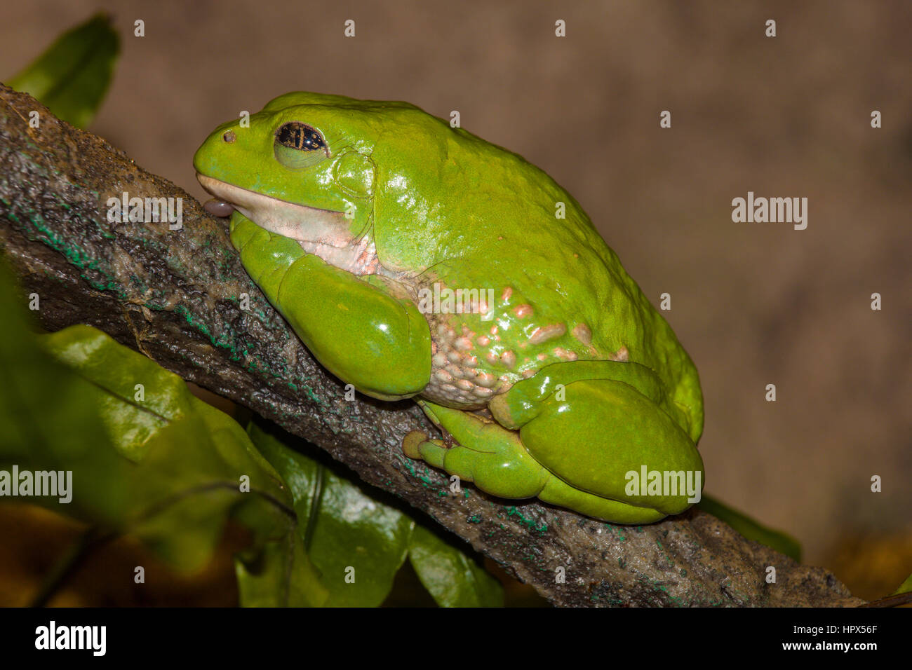 Closeup of Mexican Dumpy Frog Stock Photo