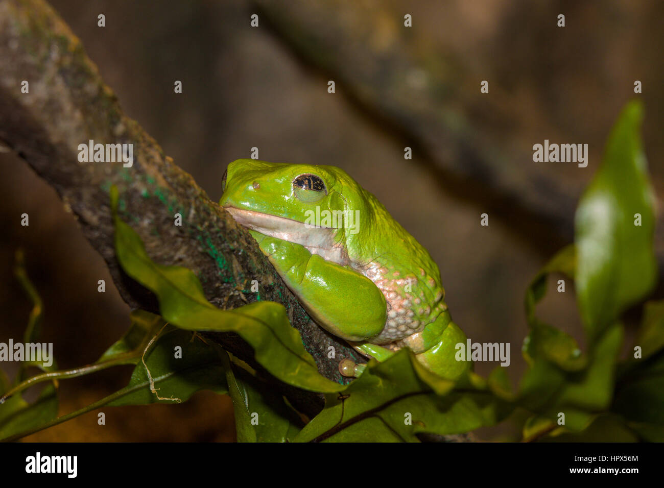 Closeup of Mexican Dumpy Frog Stock Photo