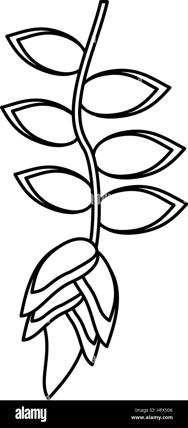 tropical flower plant thin line Stock Vector Image & Art - Alamy