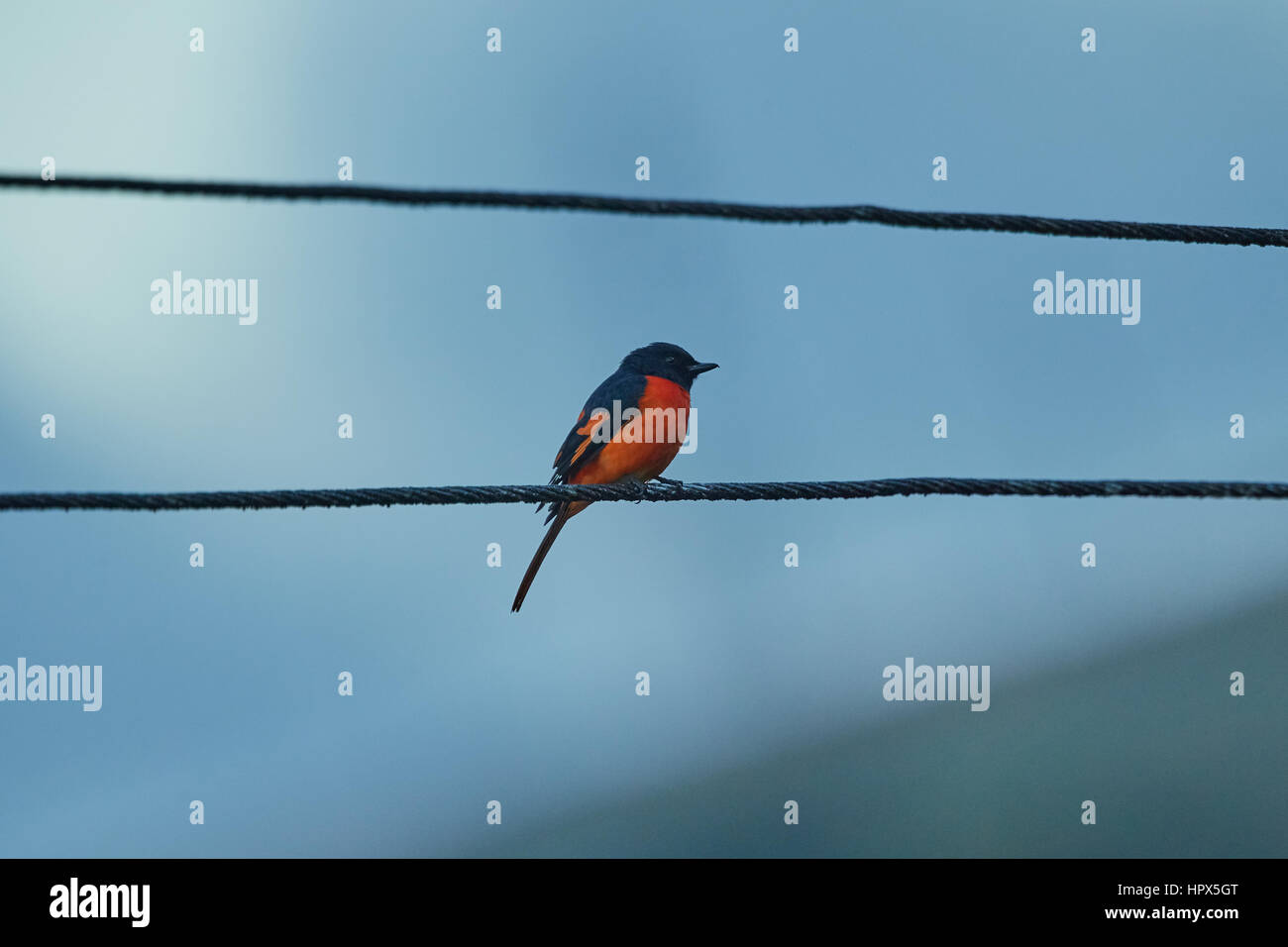 Beautiful bird, a Scarlet minivet perching on a branch Stock Photo