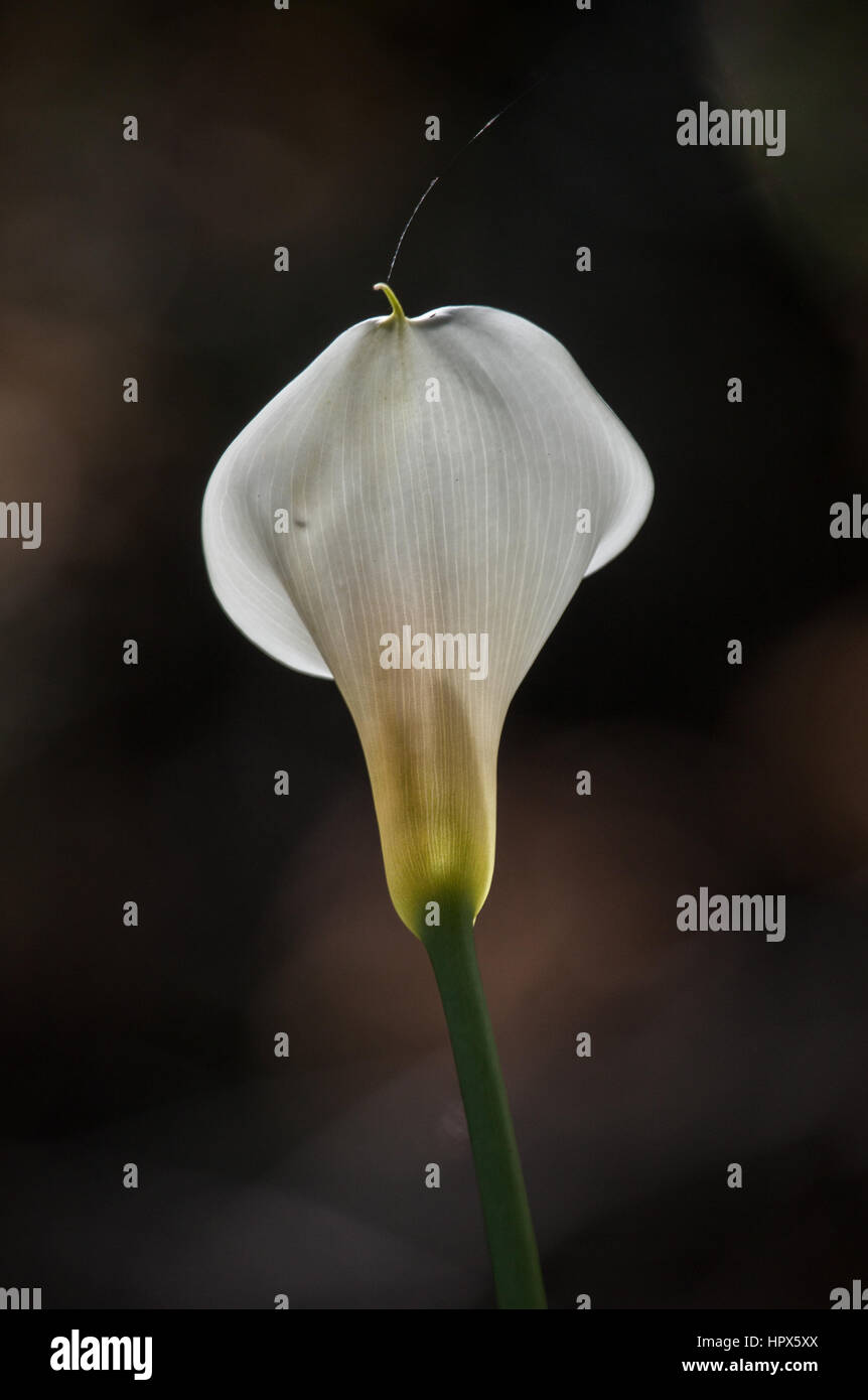 Calla lily known as arum lily - Zantedeschia aethiopica Stock Photo