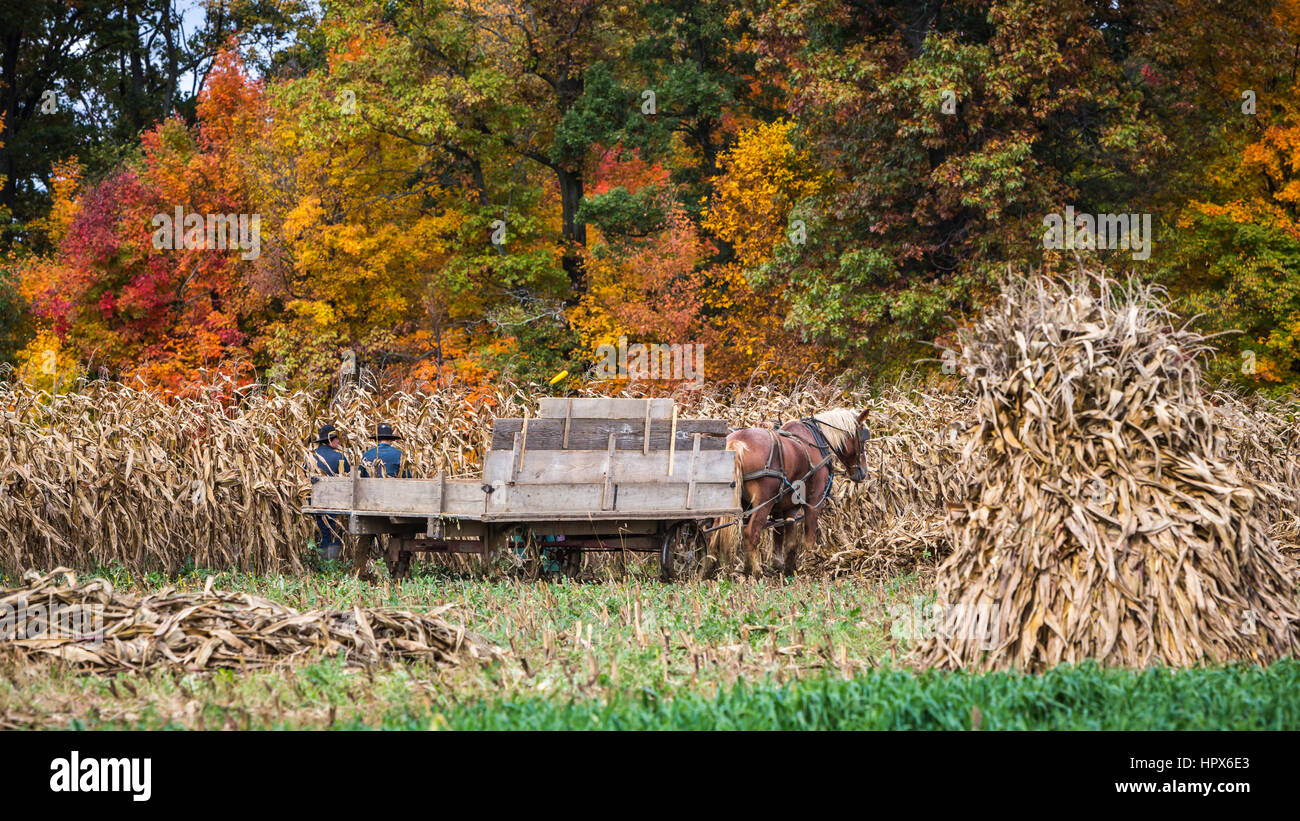 The Amish harvesting corn on a field near Mt. Eaton, Ohio, USA Stock