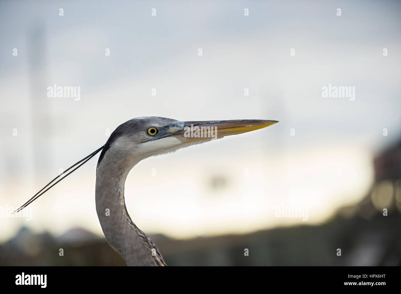 Close up photograph of a great blue heron on Dauphin Island, Alabama. Stock Photo