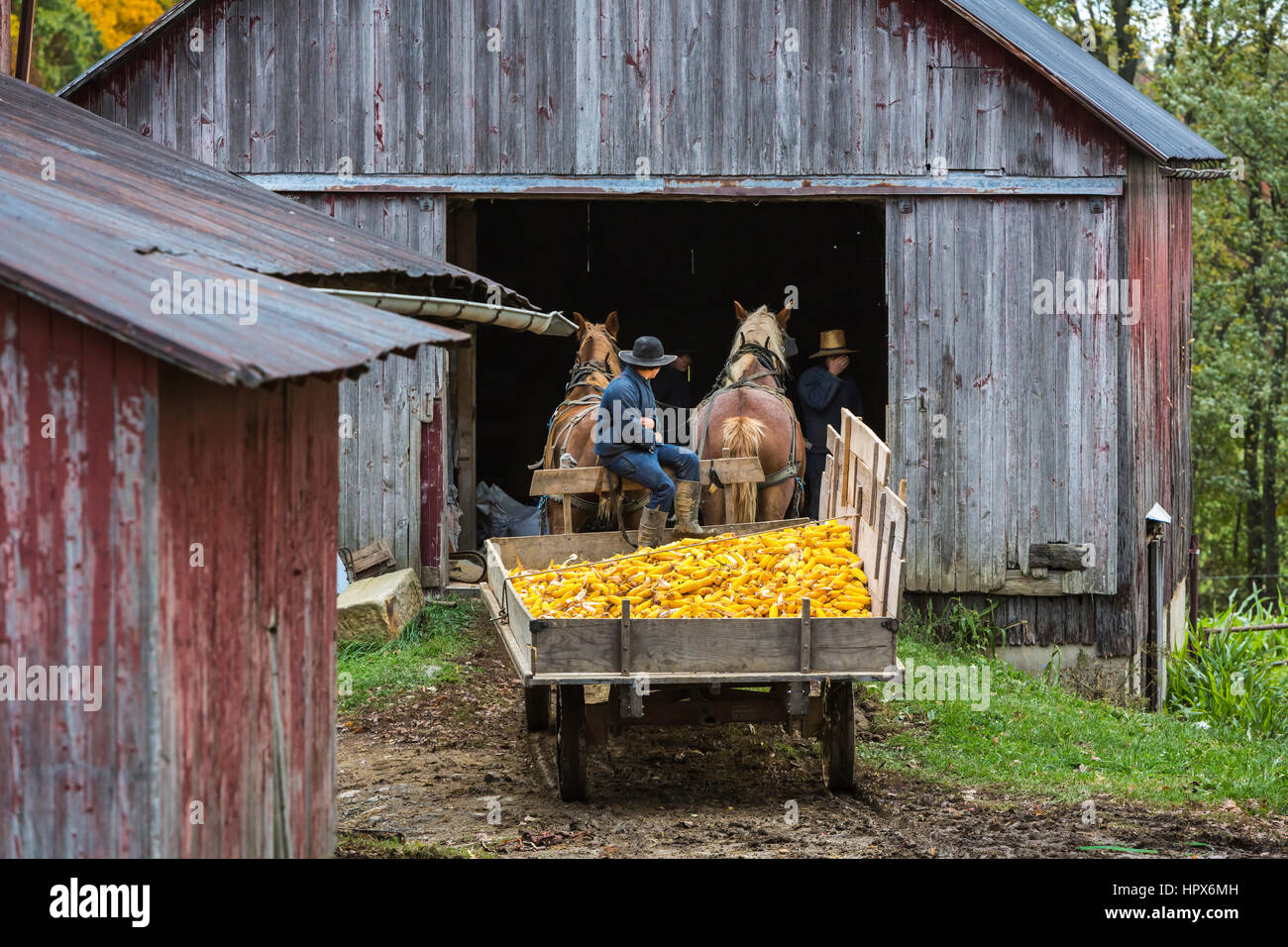 The Amish harvesting corn near Mt. Eaton, Ohio, USA Stock Photo Alamy