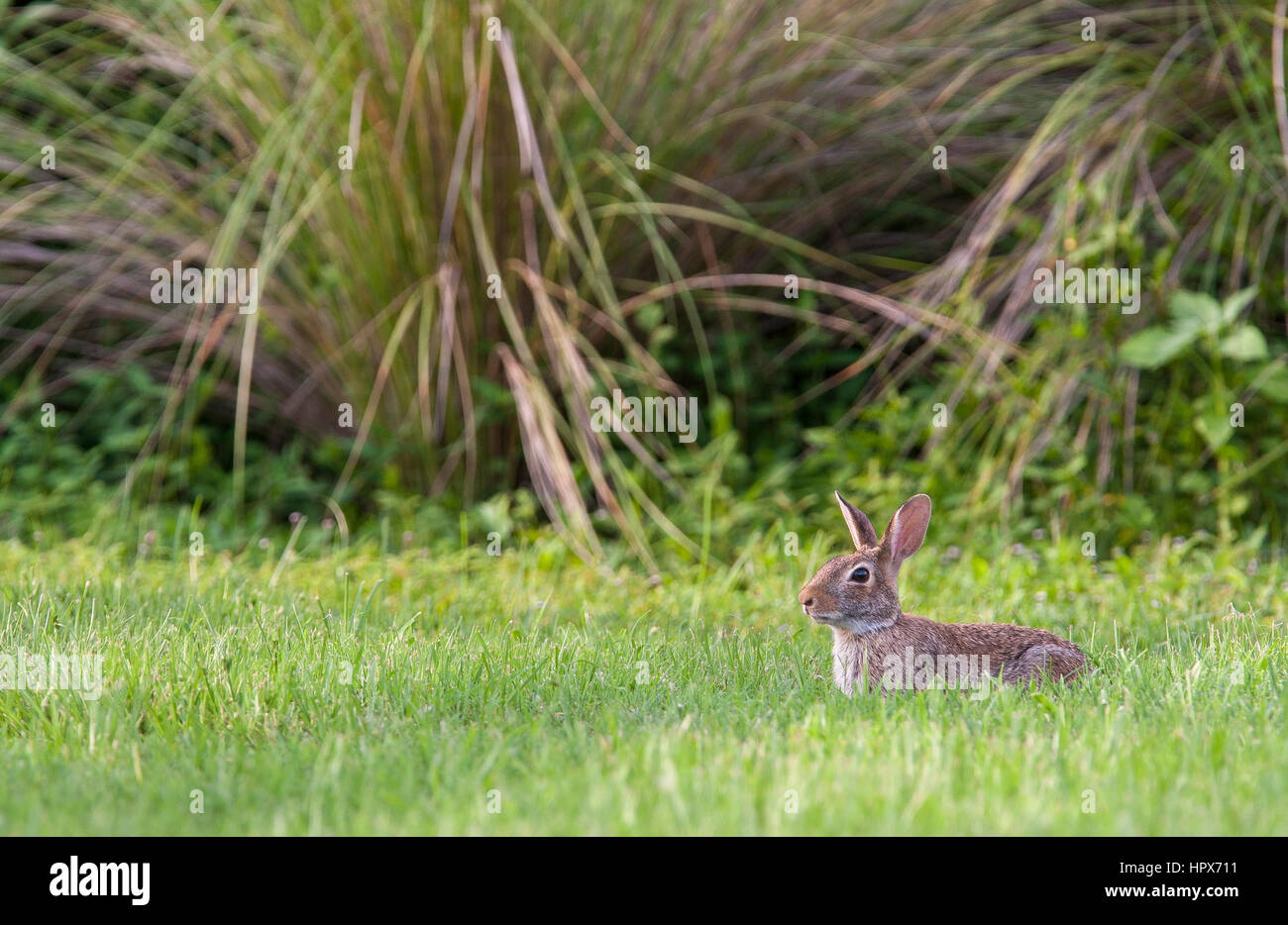 Marsh rabbit in deep grass with environment Stock Photo