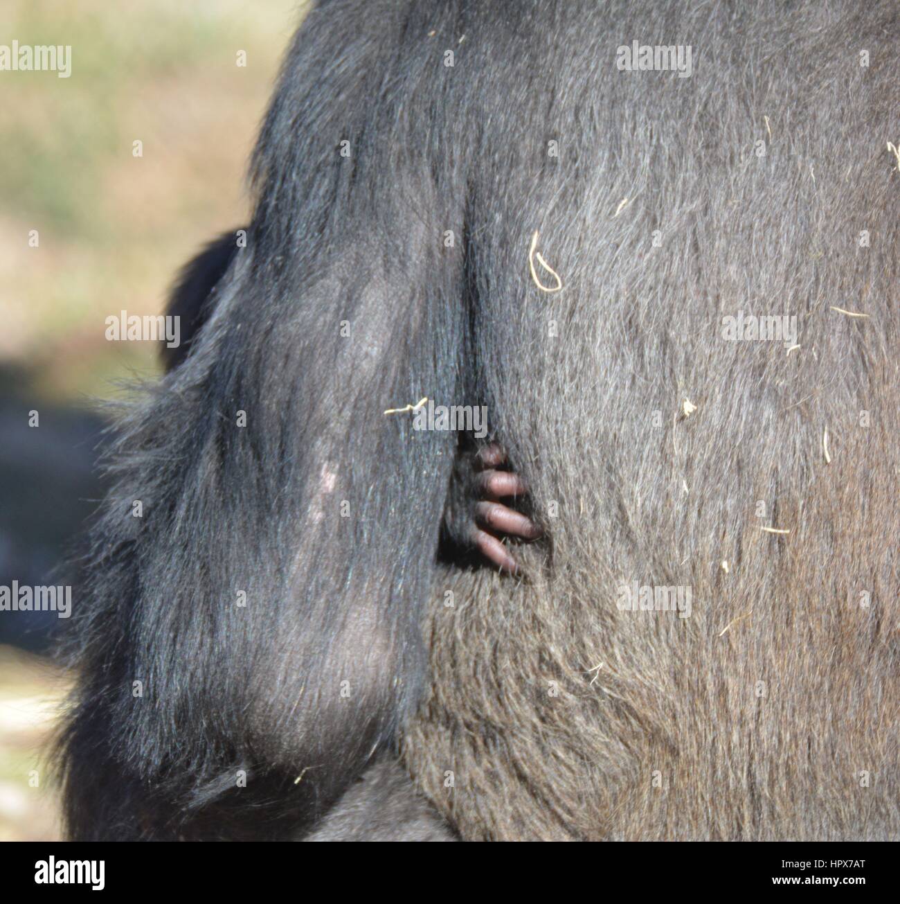 Gorillas Stock Photo