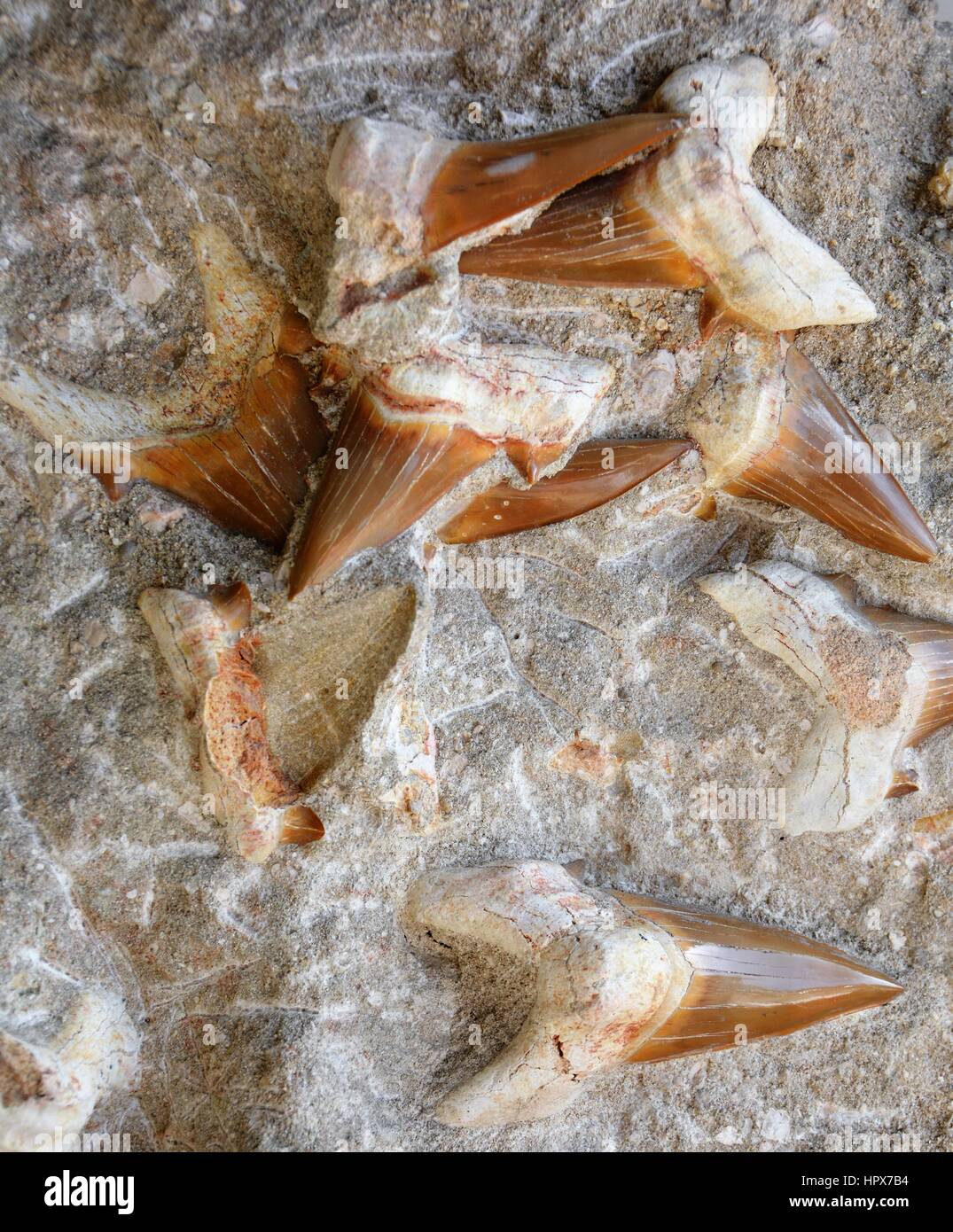 Fossilized Shark Teeth Stock Photo - Alamy