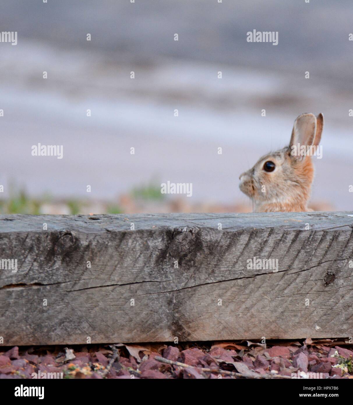 Cute Bunny Rabbit Stock Photo