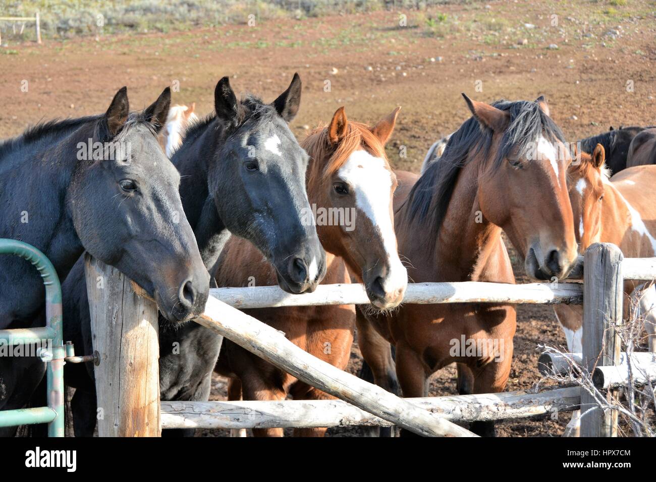 Horses Stock Photo Alamy