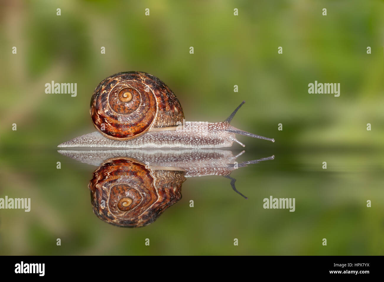 A garden snail with reflection Stock Photo Alamy